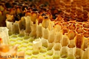 How Do Honeybees Make Comb? #bees #honey
buff.ly/2oZnMOD