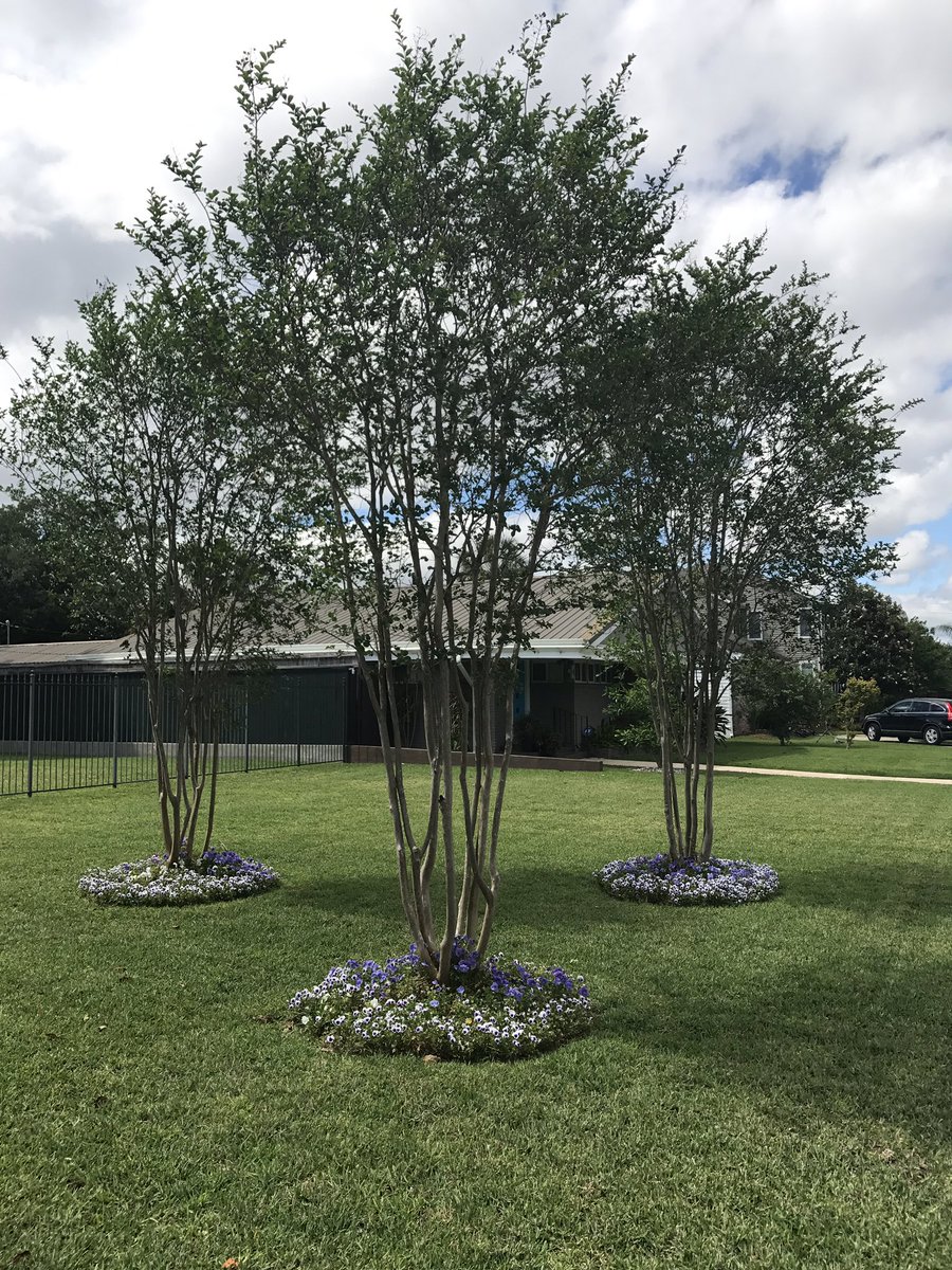 LakeviewLife's tweet photo. From a cold morning to a warm afternoon. #springinnola #spring #lakeviewlife #trees https://t.co/CCzB0AjCmm