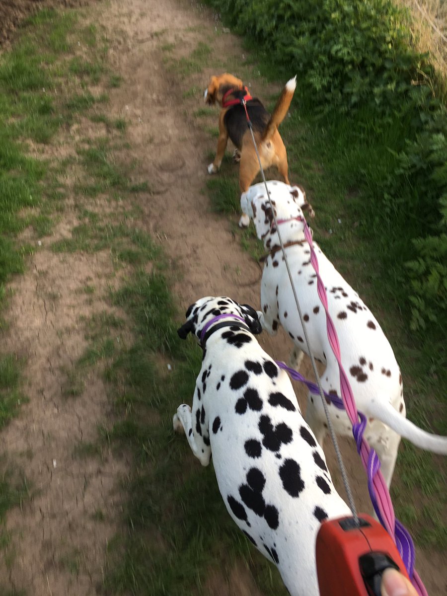 Shellspetcare's tweet image. Walkies 🐾 Maisie coco n dexter the beagle