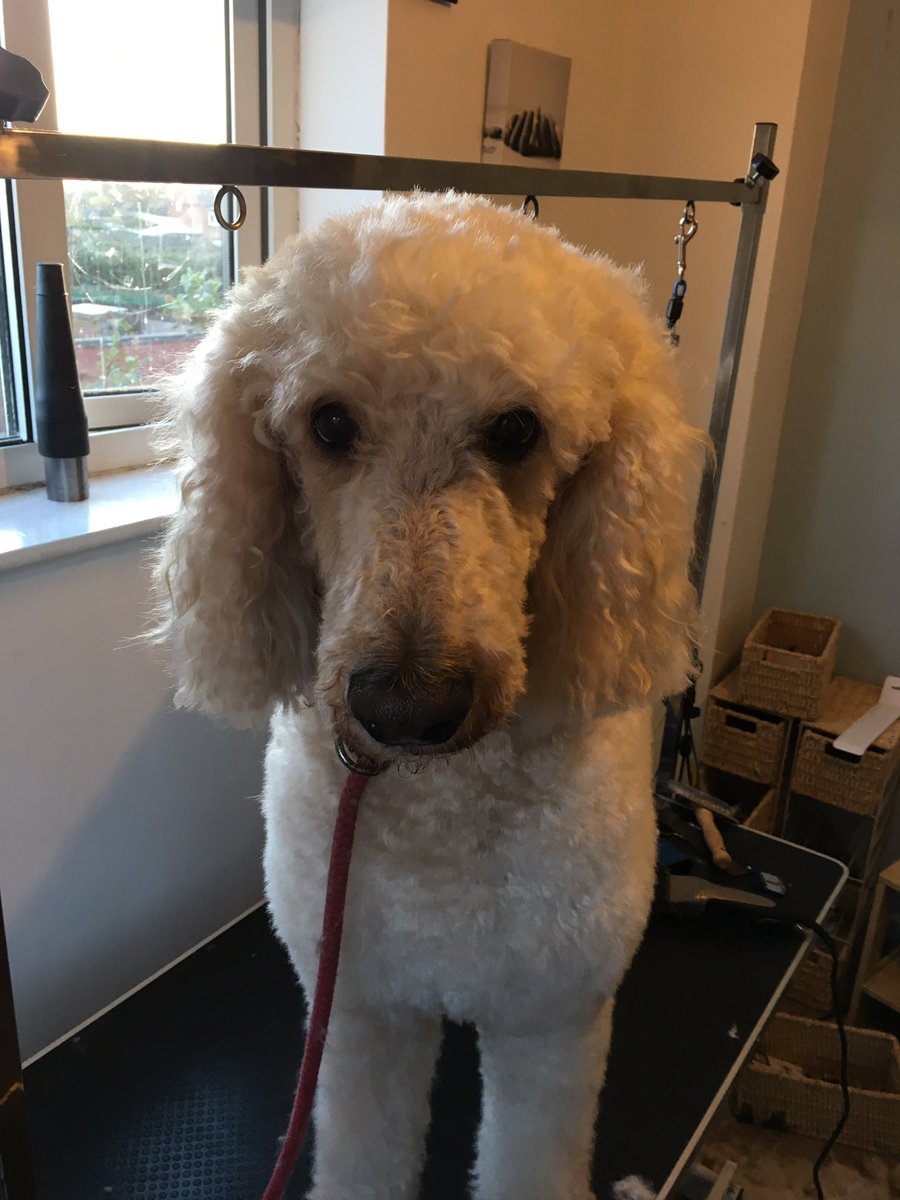 Shellspetcare's tweet image. Doodles @the pooch spa room