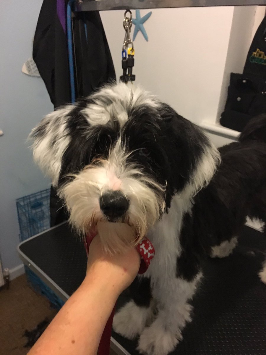 Shellspetcare's tweet image. Casper @ the pooch spa room