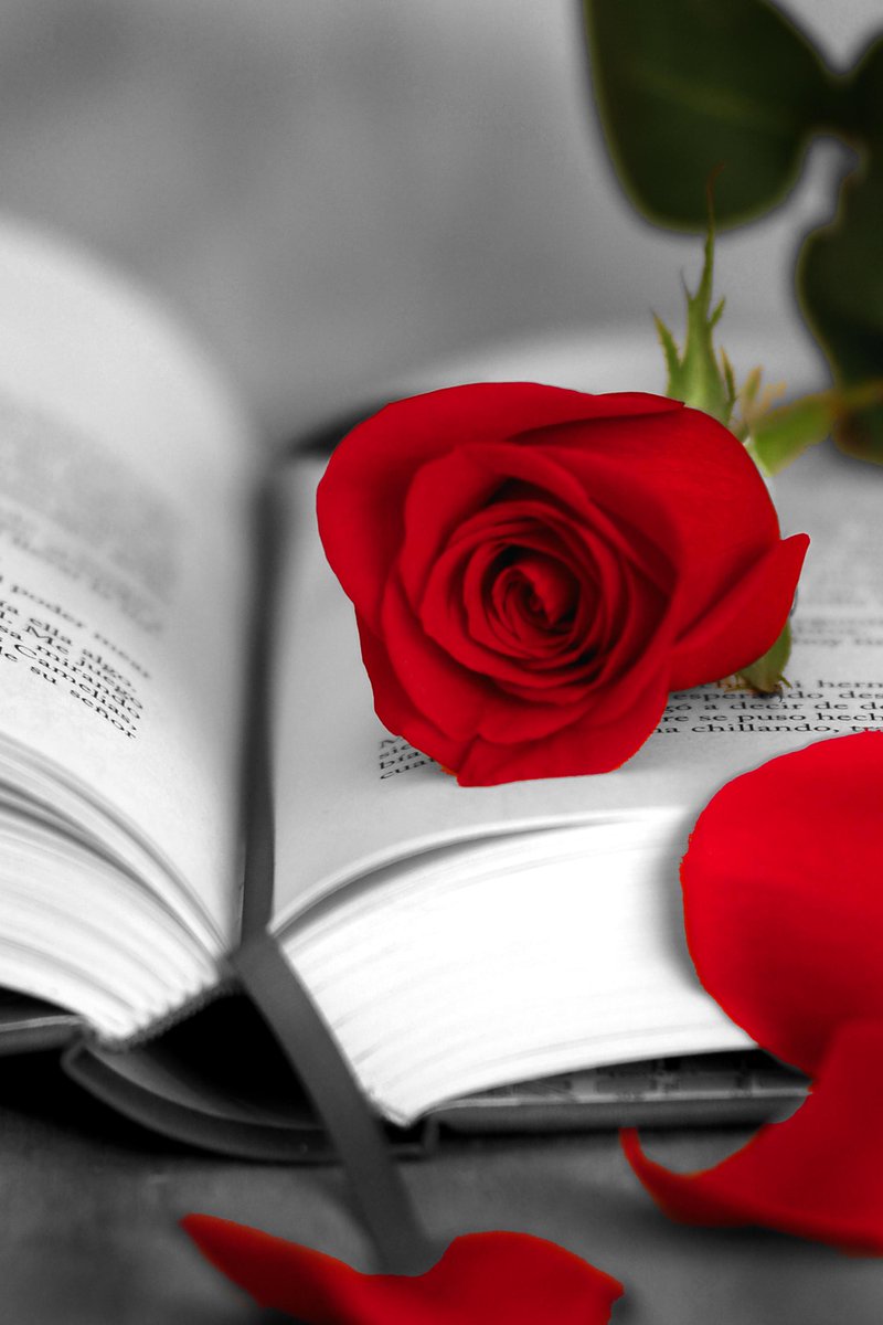 En #Travisy nos encanta #SantJordi, con sus rosas y libros! Pero no solo hoy podéis demostrar amor, tenemos sugerencias para todos los días!