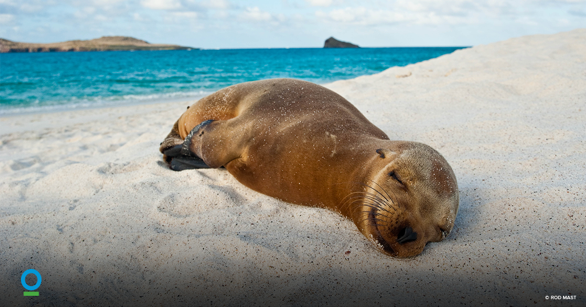 ConservationOrg's tweet photo. ICYMI: 3 reasons to be optimistic this #EarthDay https://t.co/YcEkirQ8Ue https://t.co/JWioMGpmv9