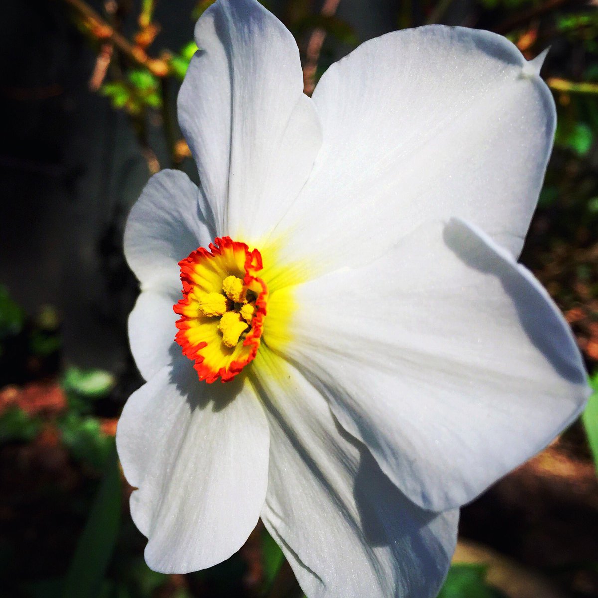 Narcissus - poeticus var. recurvus (Pheasant's Eye) - Daffodil
#daffodil #flower #gardening