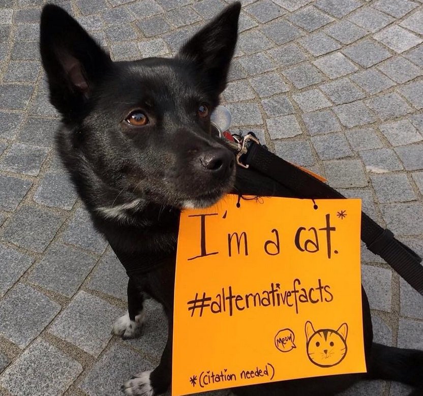 There were so many good dogs at the #MarchforScience, we can’t pick a favorite trib.al/iPrY9Wu