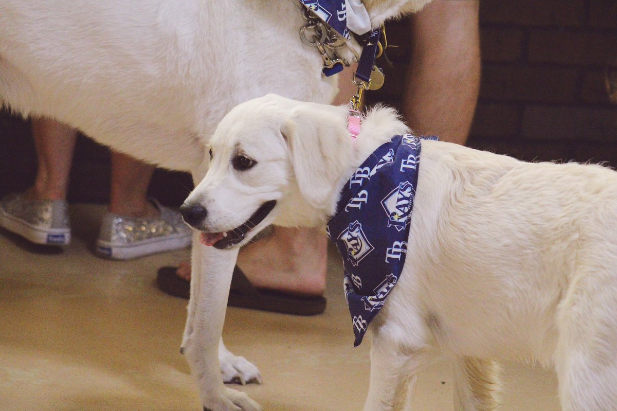 A few of our spirited guests from Dog Day at the Rays. ? Tampa Bay