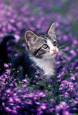 TheDailyKittens's tweet photo. #Kittens https://t.co/dR9akVOLm9