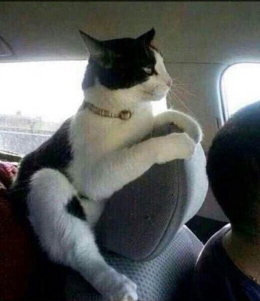 duwf16's tweet photo. شكل الحرمه اذا حست ان السواق بدا يضيع 😂😂
لف سيدا 😢 لن تقودي ي ام شباصه 😂😂 https://t.co/0GeWhayCKM