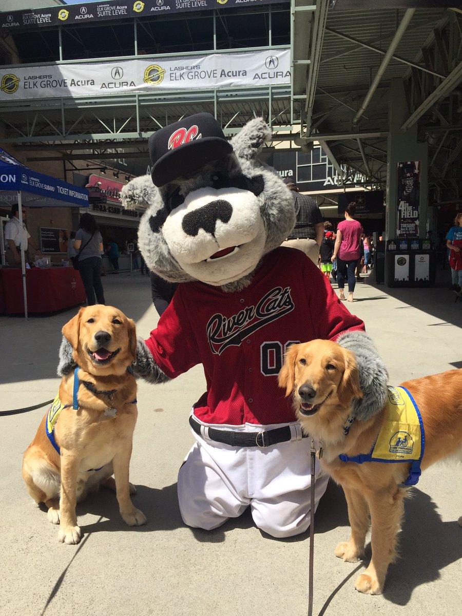These <a href="/ccicanine/">Canine Companions®</a> are enjoying Bark in the Ballpark! Thanks <a href="/RCDinger/">Dinger</a> for the photo! <a href="/RiverCats/">Sacramento River Cats</a> #rivercats #ccipuppy