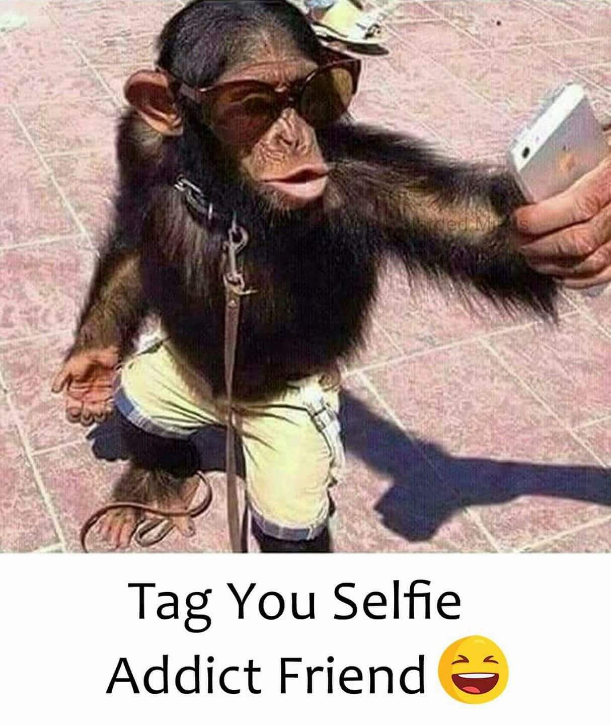 Селфи обезьяны