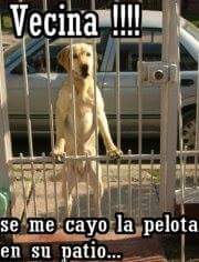 Tierradanimales's tweet image. #TuPerroTuResponsabilidad  #TipsTDA  dedícale tiempo a tu mejor amigo, lo único que quiere es estar contigo