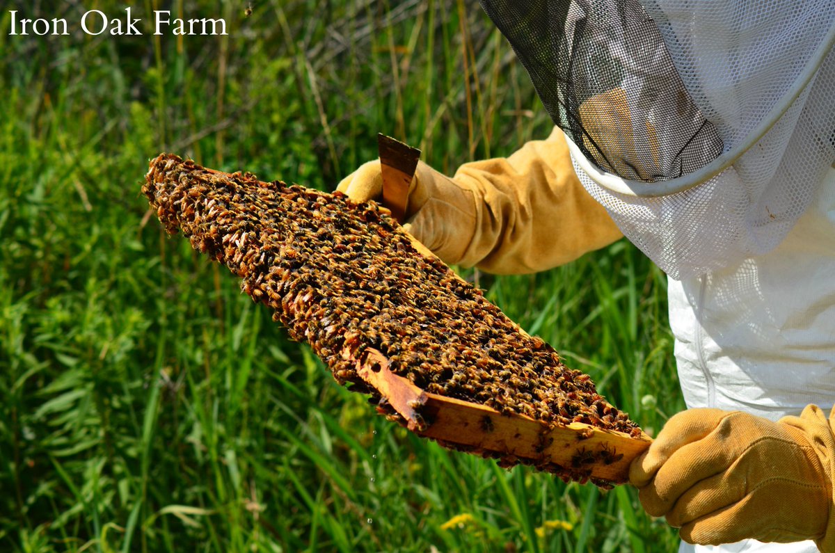 You may notice a bee beard on your hive as days start getting hotter. #bees
buff.ly/2pMzMGk