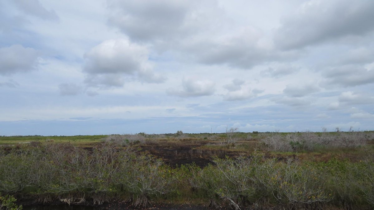 USFWSFire's tweet photo. #BlackPointFire UPDATE Fire received some rain & little active fire today 📷: Black Point Dr today #FLfire #USFWS
https://t.co/XzshUQbI1E https://t.co/7Ysh5eETg6