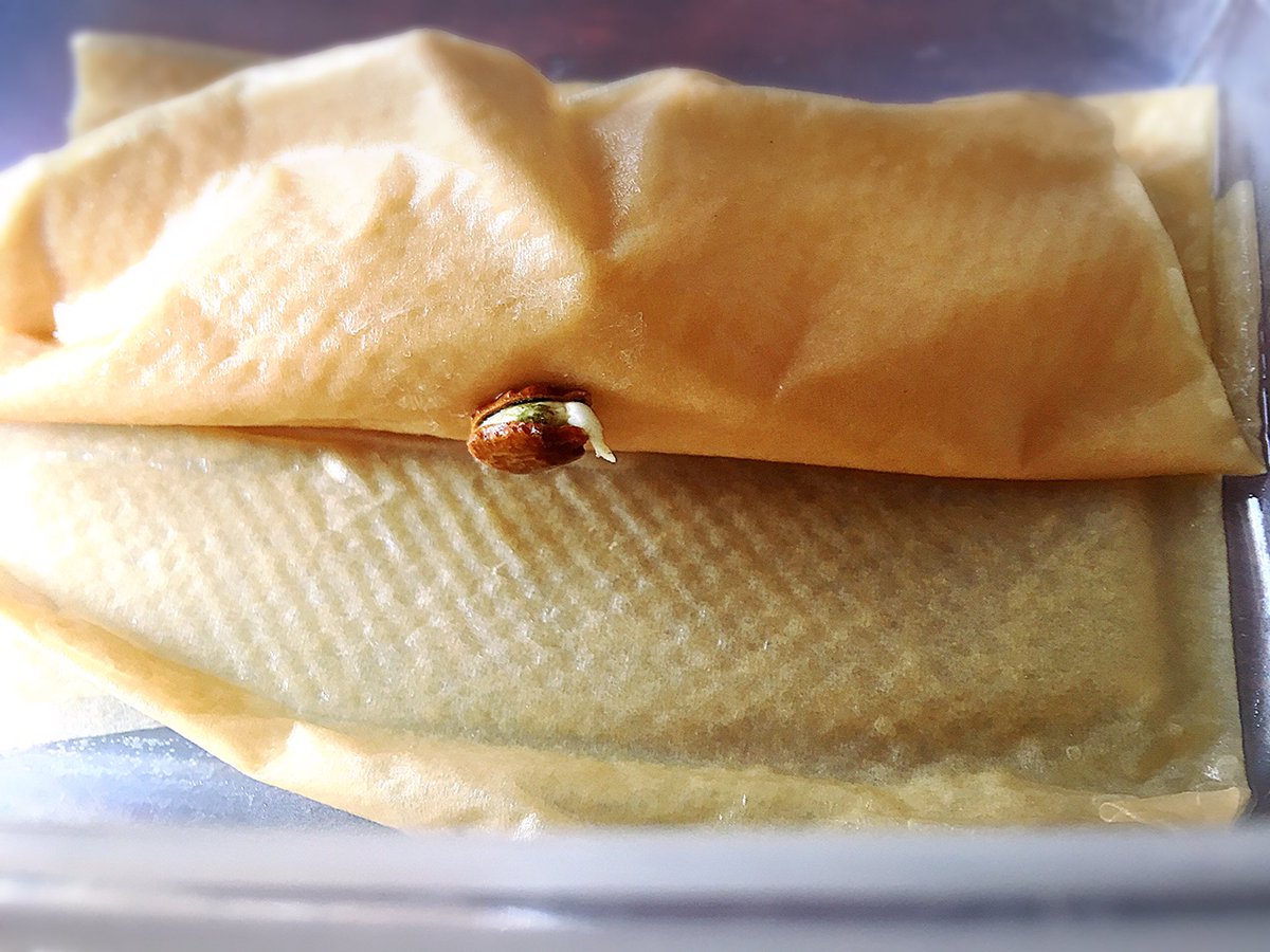 なちゅら 菜園初心者 ビオトープ على تويتر 催芽まきしたゴーヤもやっと1粒発芽したので ヤシ殼繊維に移植種まきし本格的に発芽しここまで成長 本当は砂地に蒔きたかったぁ 2粒目は一昨日やっと発芽 催芽まきについてはブログに T Co lf0rbwto 水耕 なちゅら 菜園初心者 ビオトープ على تويتر 催芽まきしたゴーヤもやっと1粒発芽したので ヤシ殼繊維に移植種まきし本格的に発芽しここまで成長 本当は砂地に蒔きたかったぁ 2粒目は一昨日やっと発芽 催芽まきについてはブログに T Co lf0rbwto 水耕