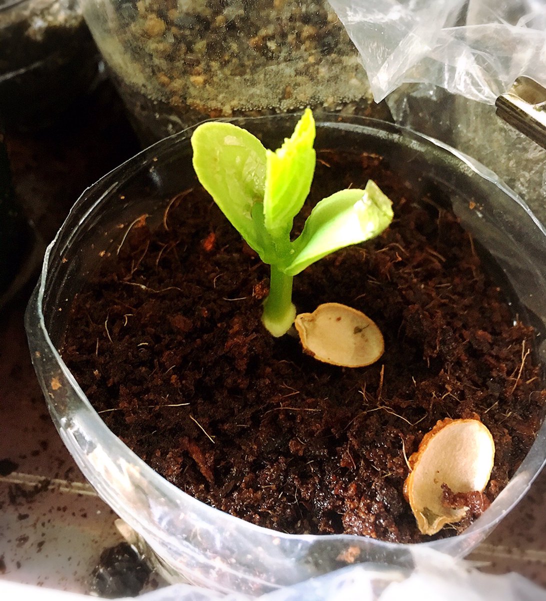なちゅら 菜園初心者 ビオトープ على تويتر 催芽まきしたゴーヤもやっと1粒発芽したので ヤシ殼繊維に移植種まきし本格的に発芽しここまで成長 本当は砂地に蒔きたかったぁ 2粒目は一昨日やっと発芽 催芽まきについてはブログに T Co lf0rbwto 水耕 なちゅら 菜園初心者 ビオトープ على تويتر 催芽まきしたゴーヤもやっと1粒発芽したので ヤシ殼繊維に移植種まきし本格的に発芽しここまで成長 本当は砂地に蒔きたかったぁ 2粒目は一昨日やっと発芽 催芽まきについてはブログに T Co lf0rbwto 水耕