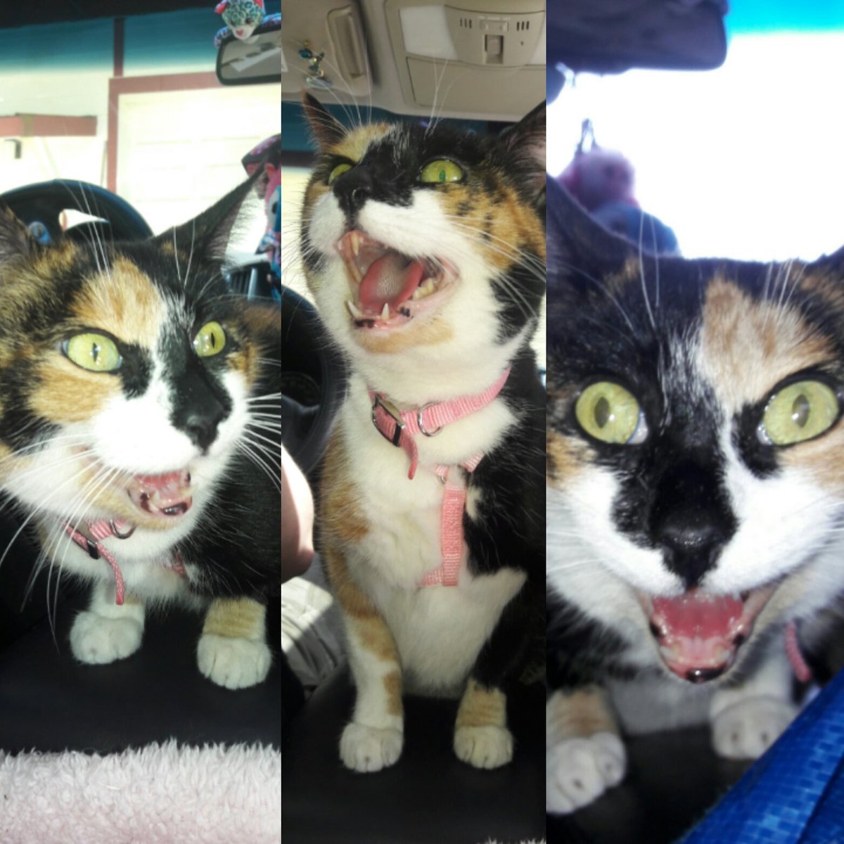 Tencat_'s tweet image. Yippee!! 1,800 followers!! #tencatlove #thankyou #1800