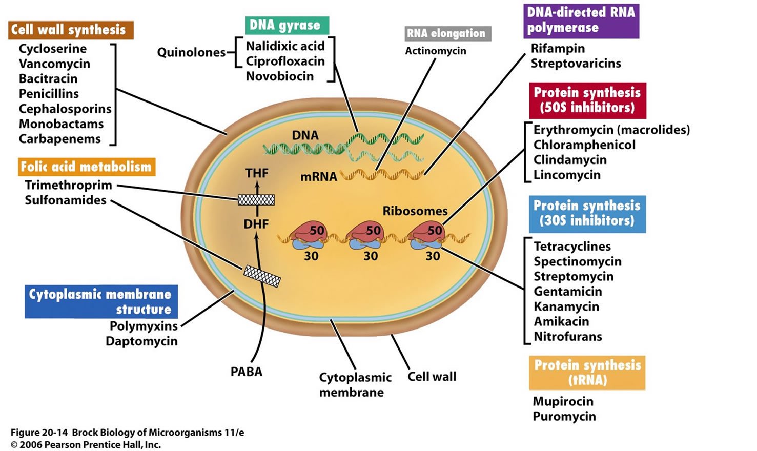 Antibioticos para gastritis