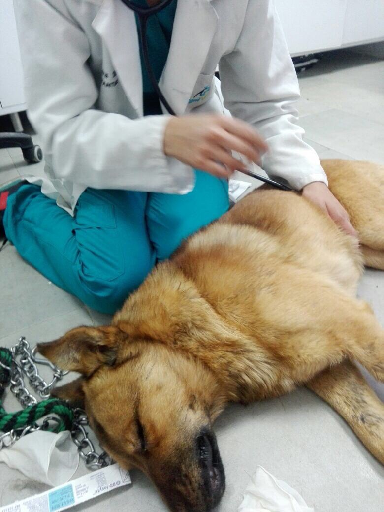 AnimalesBOG's tweet photo. Luego de sobrevivir a envenenamiento, ingresó a cuidados intensivos con toda la atención médica,lastimosamente falleció #NoALaCrueldadAnimal https://t.co/sNVpBPuW1S