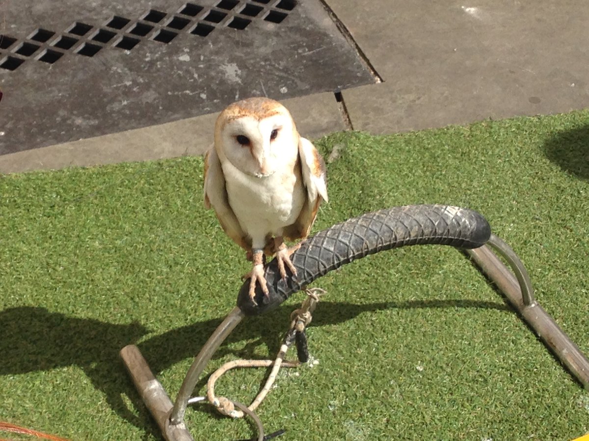 WebAppSolution1's tweet image. Owl like #webdeveloper never sleeps @night #Lincoln #BusinessTrip