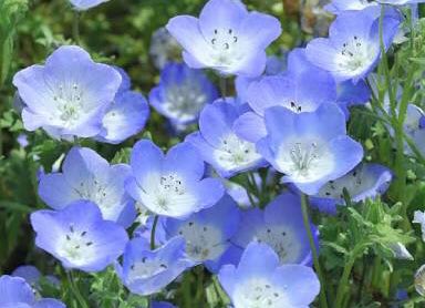 もも Pa Twitter おはようございます 4 24誕生花 ネモフィラ 花言葉 どこでも成功 別名瑠璃唐草 ハゼリソウ科の一年草で春の空色のように明るいブルーの小花 花名には林を愛するの意味があり 元々は茂みの明るい陽だまりなどに自生しています 葉の形が もも Pa Twitter おはようございます 4 24誕生花 ネモフィラ 花言葉 どこでも成功 別名瑠璃唐草 ハゼリソウ科の一年草で春の空色のように明るいブルーの小花 花名には林を愛するの意味があり 元々は茂みの明るい陽だまりなどに自生しています 葉の形が