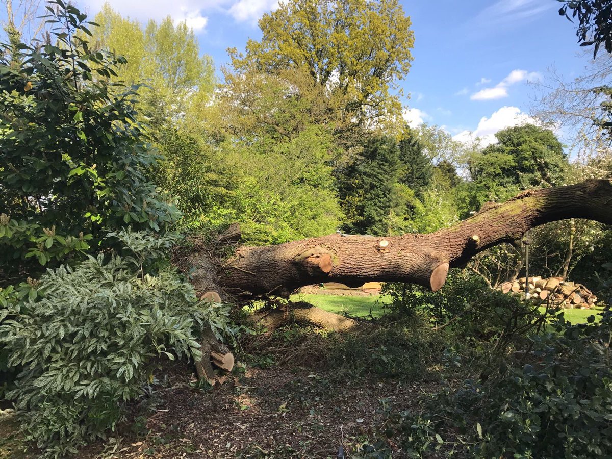 ArbourLandSol's tweet image. Looking forward to meeting @TreeTwisted &amp;amp; co later on as they are back to finish removing the massive oak in #N20