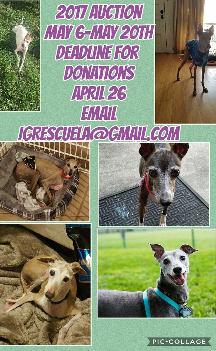 There is still time to donate for the 2017 IG Rescue Gulf Coast Auction ! facebook.com/IgRescueGulfCo…