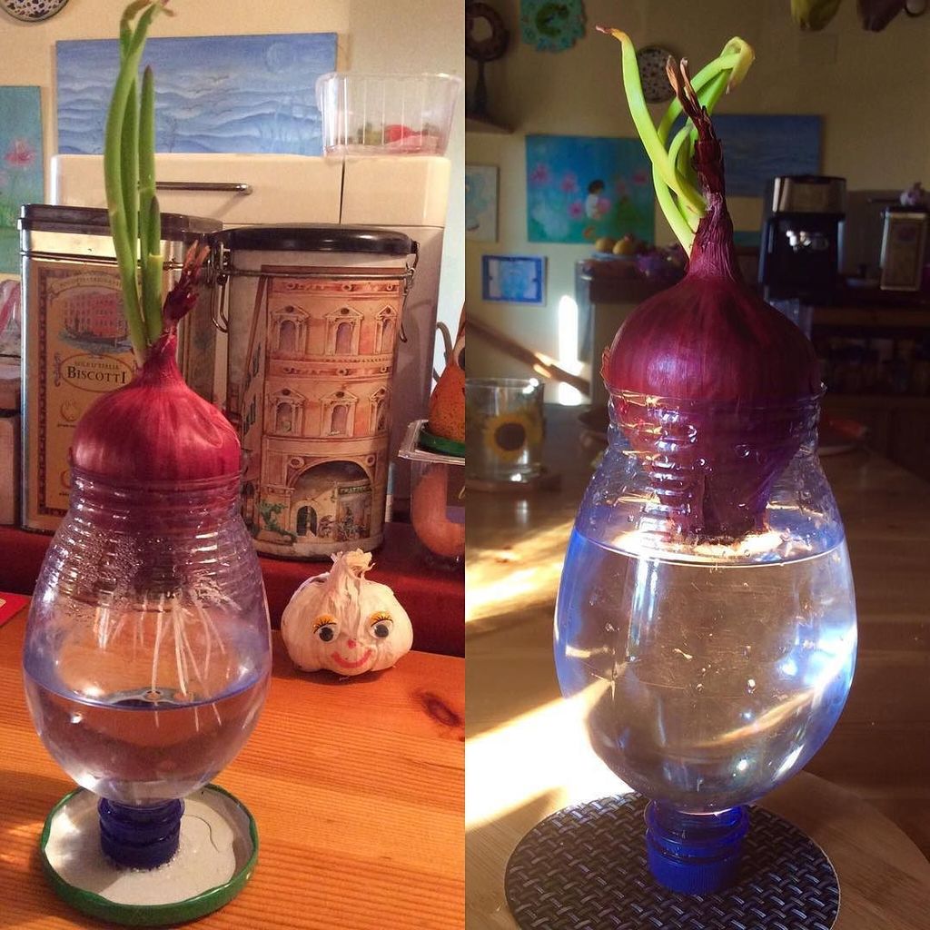 JumblesThe's tweet image. Just 4 days between these pics. Kids learn so much from activities like this. Suggestions on website. #sciencefork… ift.tt/2pUUQaL