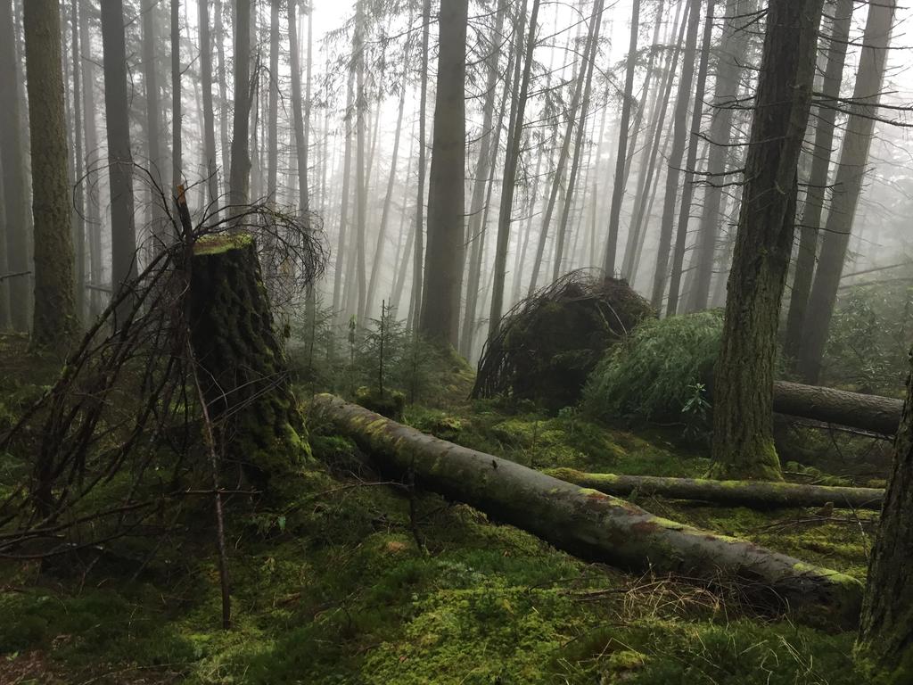 Top500px's tweet image. Scotland is Truly a Mystical Place. Argyll Forest, Scotland [OC] [3264 x 2448] via /r/EarthPorn ift.tt/2pq3uAV