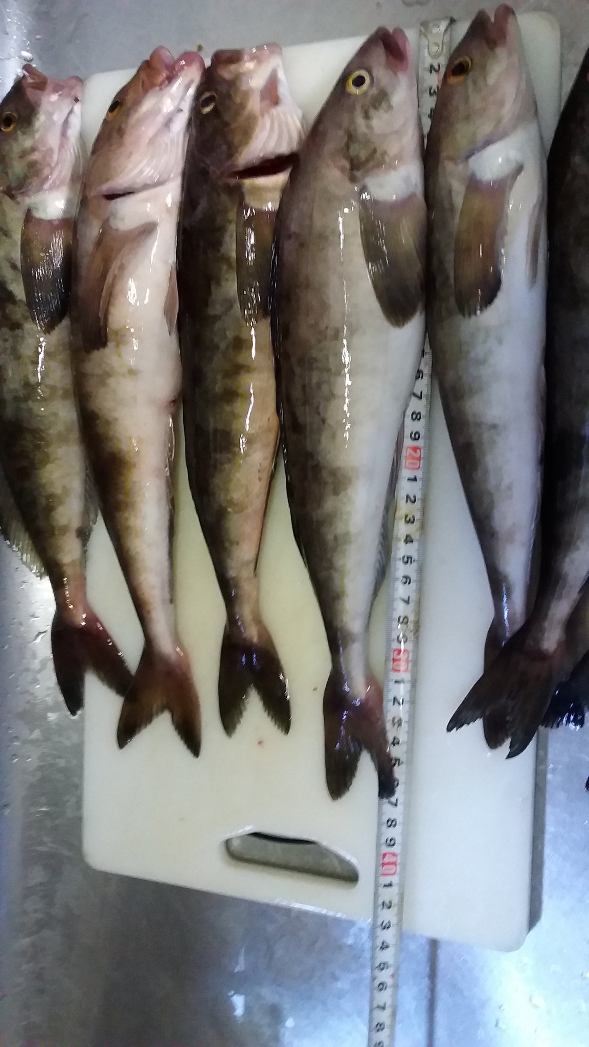 تويتر ごっこま３ على تويتر 本日の釣果 100均ルアー ジグロックの赤金でホッケが好釣でした 朝マヅメ 2 まで気温が下がった為か 喰い出したのは8時過ぎてからでした T Co Cvf9hkv7xx