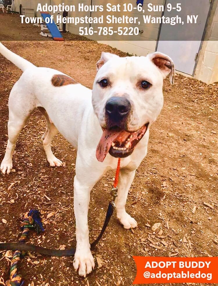 TheRealToriNYC's tweet image. #NY - #ADOPTBUDDY