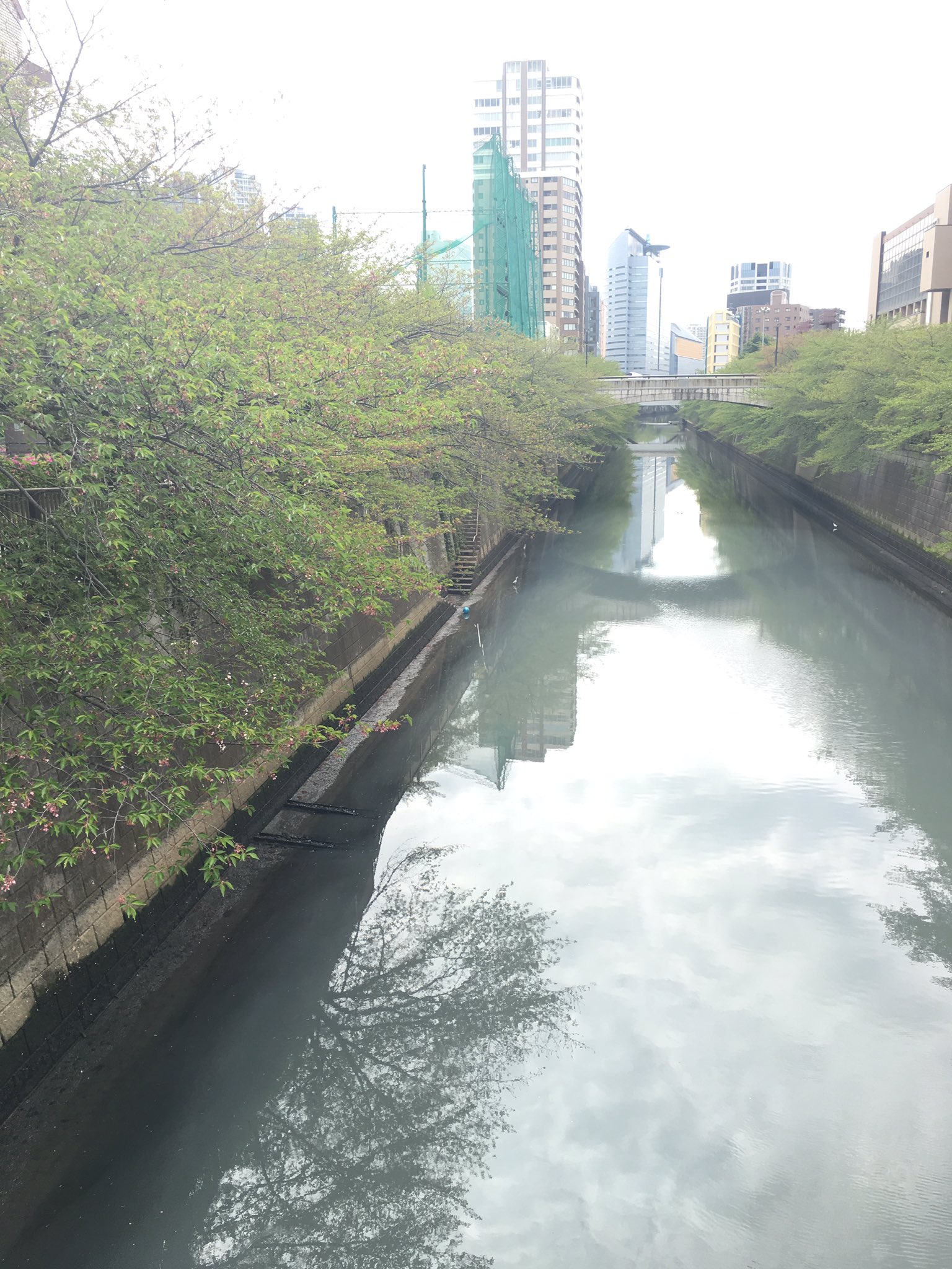 高橋大地 目黒川安定の汚さ 桜が散ると汚くて臭いただの川だな なんとか綺麗にならんもんなんだろーか T Co Xqesacxmqg Twitter