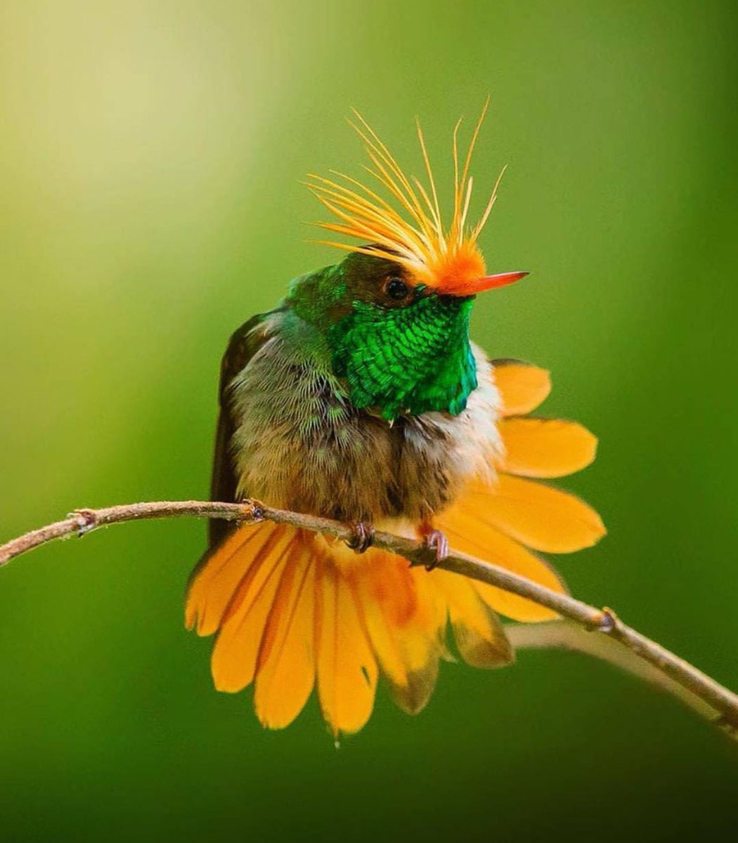 NatureOnPoint's tweet image. 