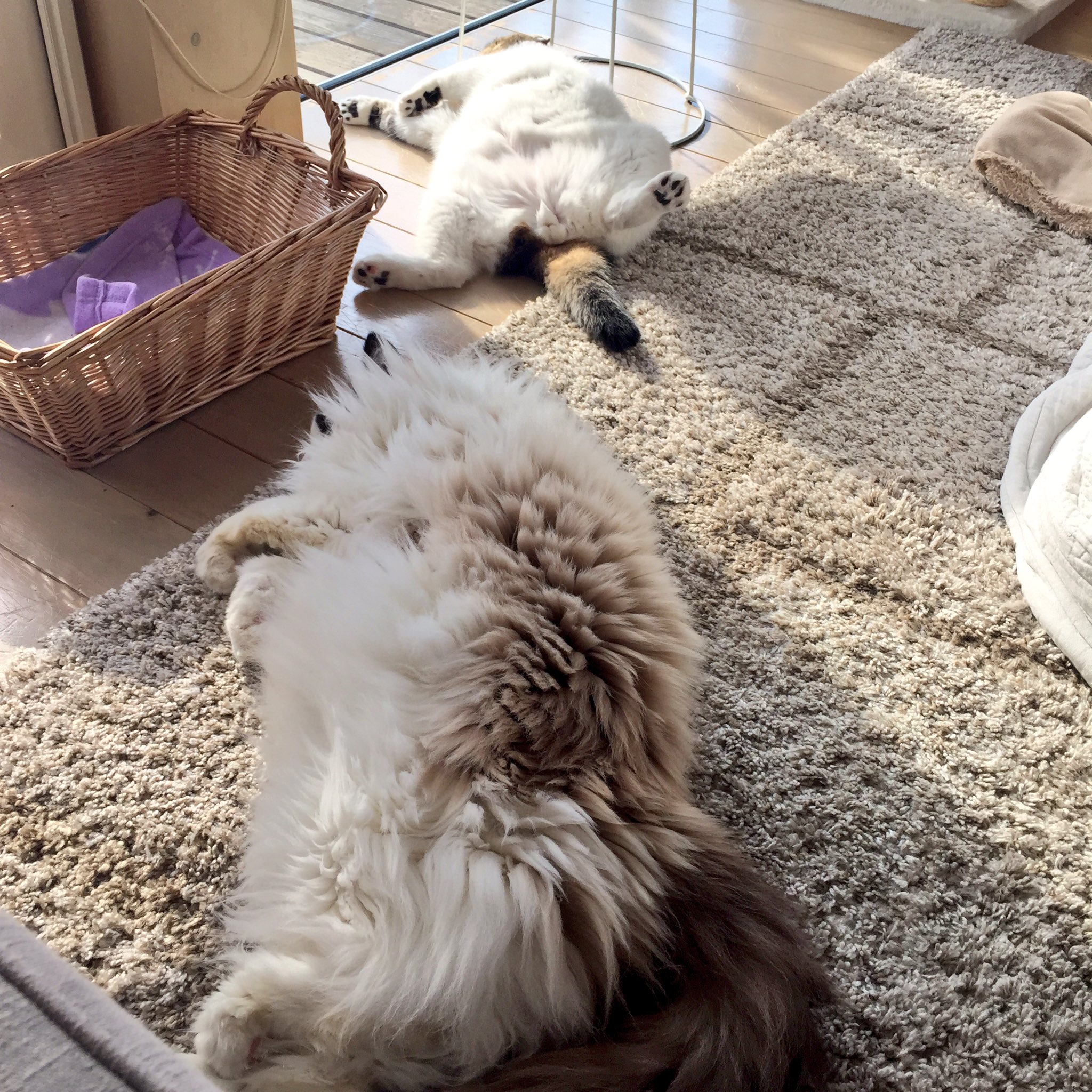 犬みたいな猫とおっさんみたいな猫 えのげ
