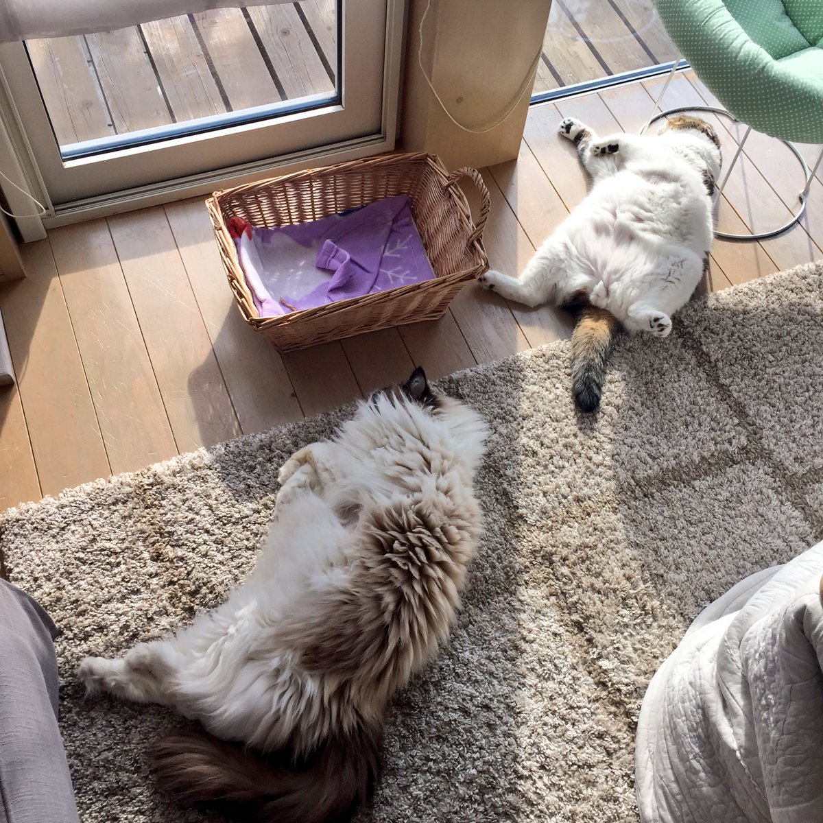 ねこが頭を下げたのはなぜ まん丸フォルムに約2万人が胸キュン