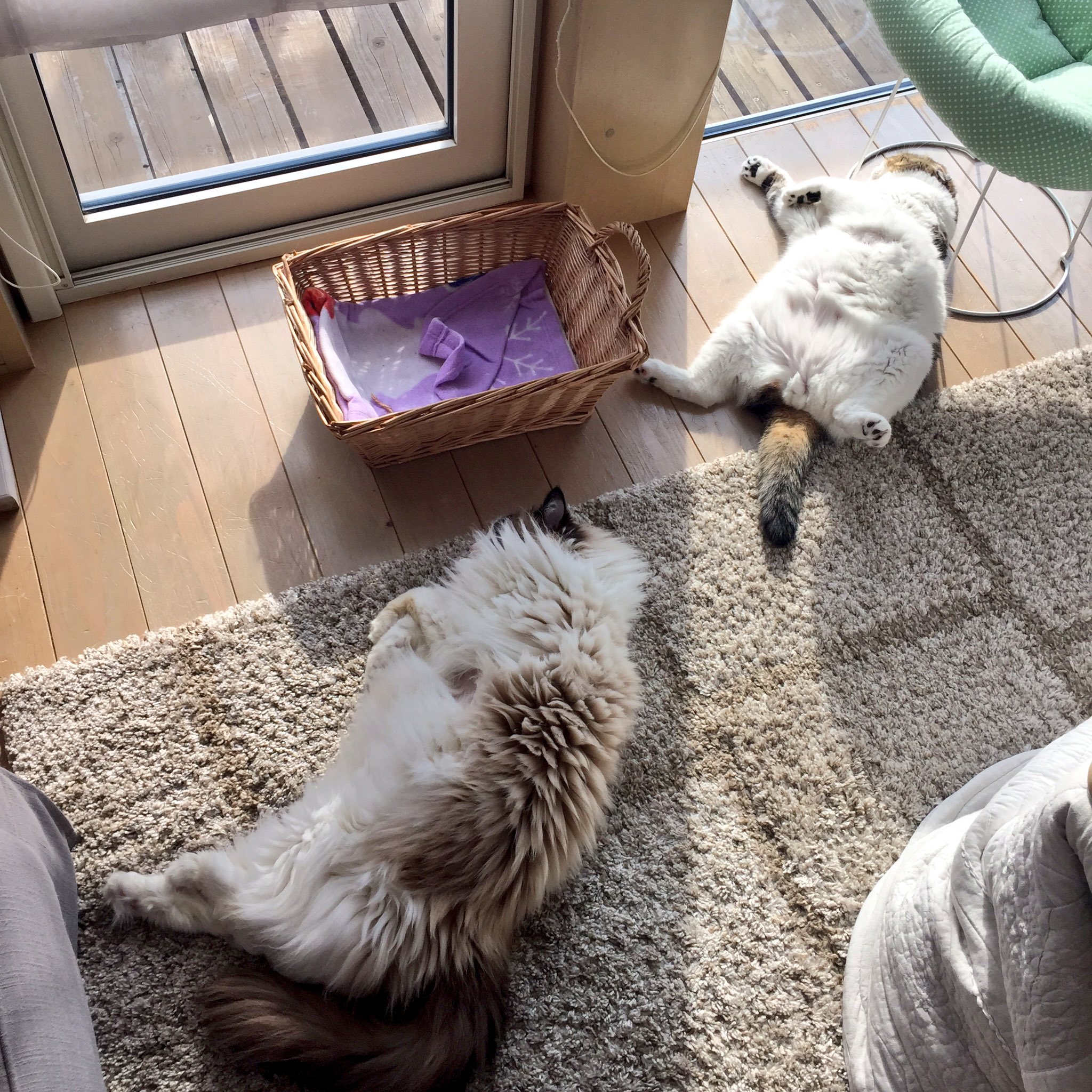 犬みたいな猫とおっさんみたいな猫 えのげ 犬みたいな猫とおっさんみたいな猫 えのげ