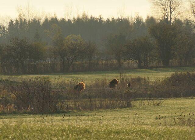 Ready for opening morning <a href="/Altansafeoutdrs/">Altan</a> #HuntOntario