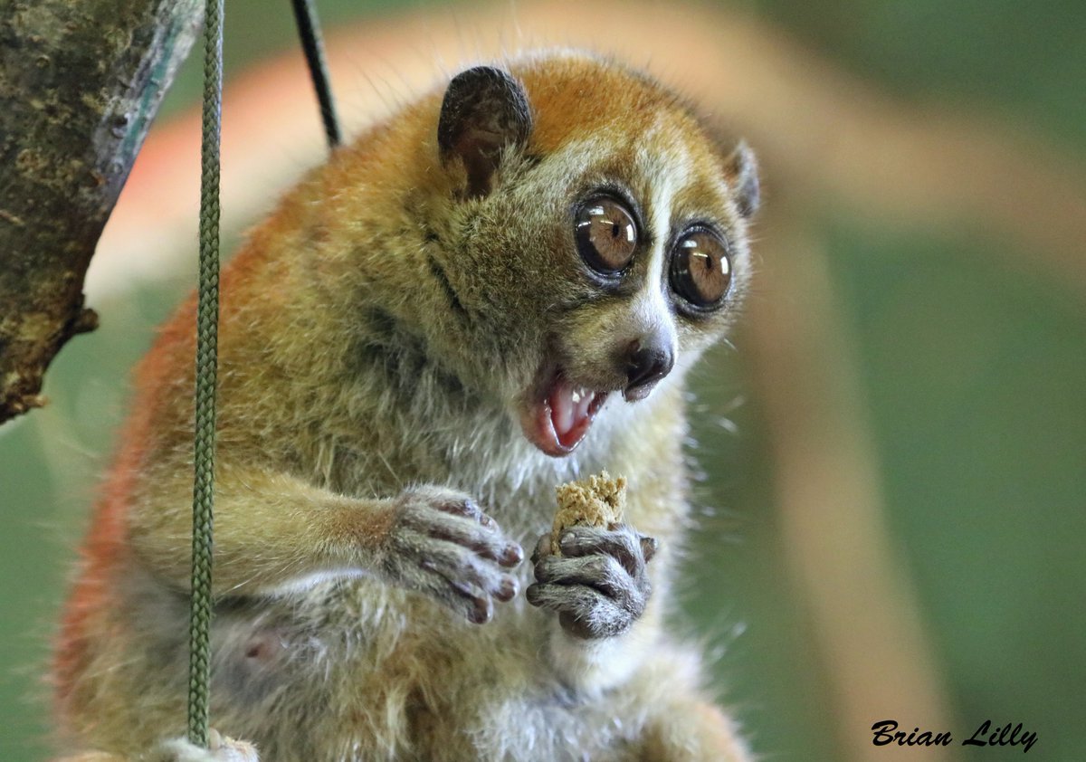 Pygmy Slow Loris eating. 