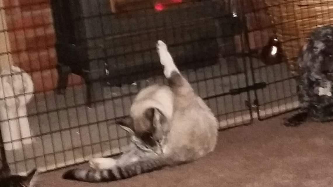 PrudhoeNland's tweet image. Missing cat from #Prudhoe #Tynedale #Northumberland 

facebook.com/PrudhoeNland/p… @RSPCANW