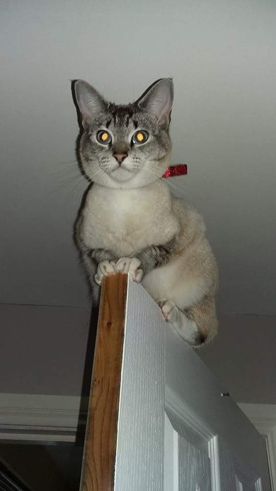 PrudhoeNland's tweet image. Missing cat from #Prudhoe #Tynedale #Northumberland 

facebook.com/PrudhoeNland/p… @RSPCANW