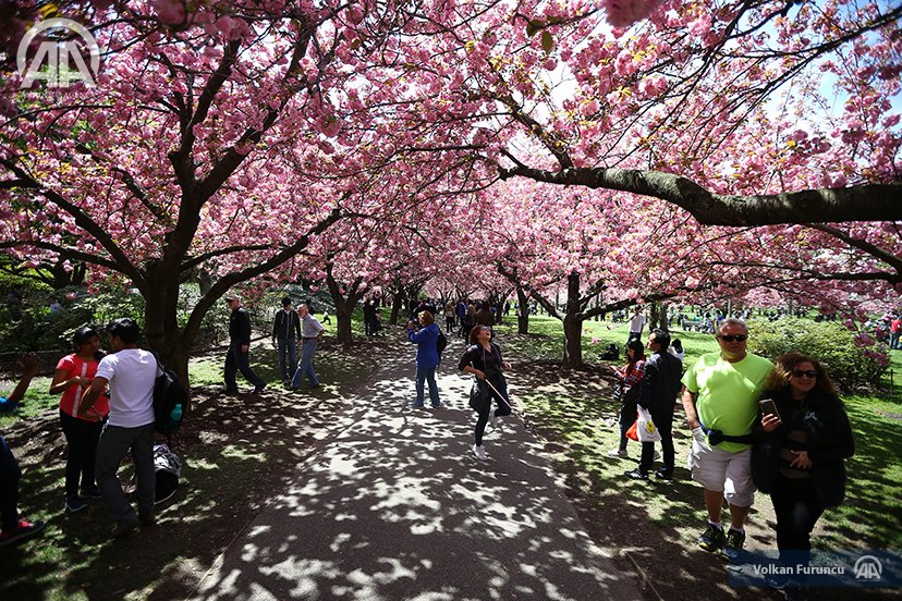 День цветущей сакуры. Сакура Мацури. Мацури Такахаши. Бруклинский Ботанический сад Нью-Йорк. Праздник цветения персика в Японии.