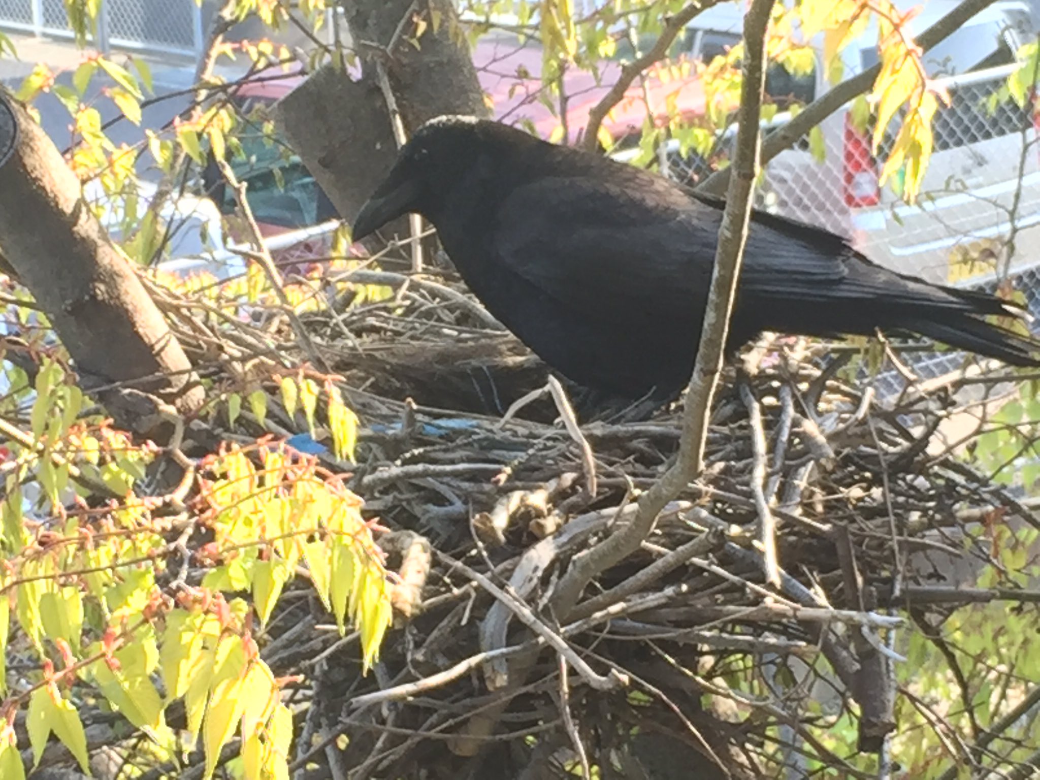 岐阜聖徳学園大学落語研究会 笑タイム 笑タイムの部室では可愛い可愛いカラスを間近で見ることができます お笑い好きな方是非一度笑タイムの部室に遊びに来てください 木曜日お昼休みの部会で待ってます T Co Jan4qwkq7g Twitter