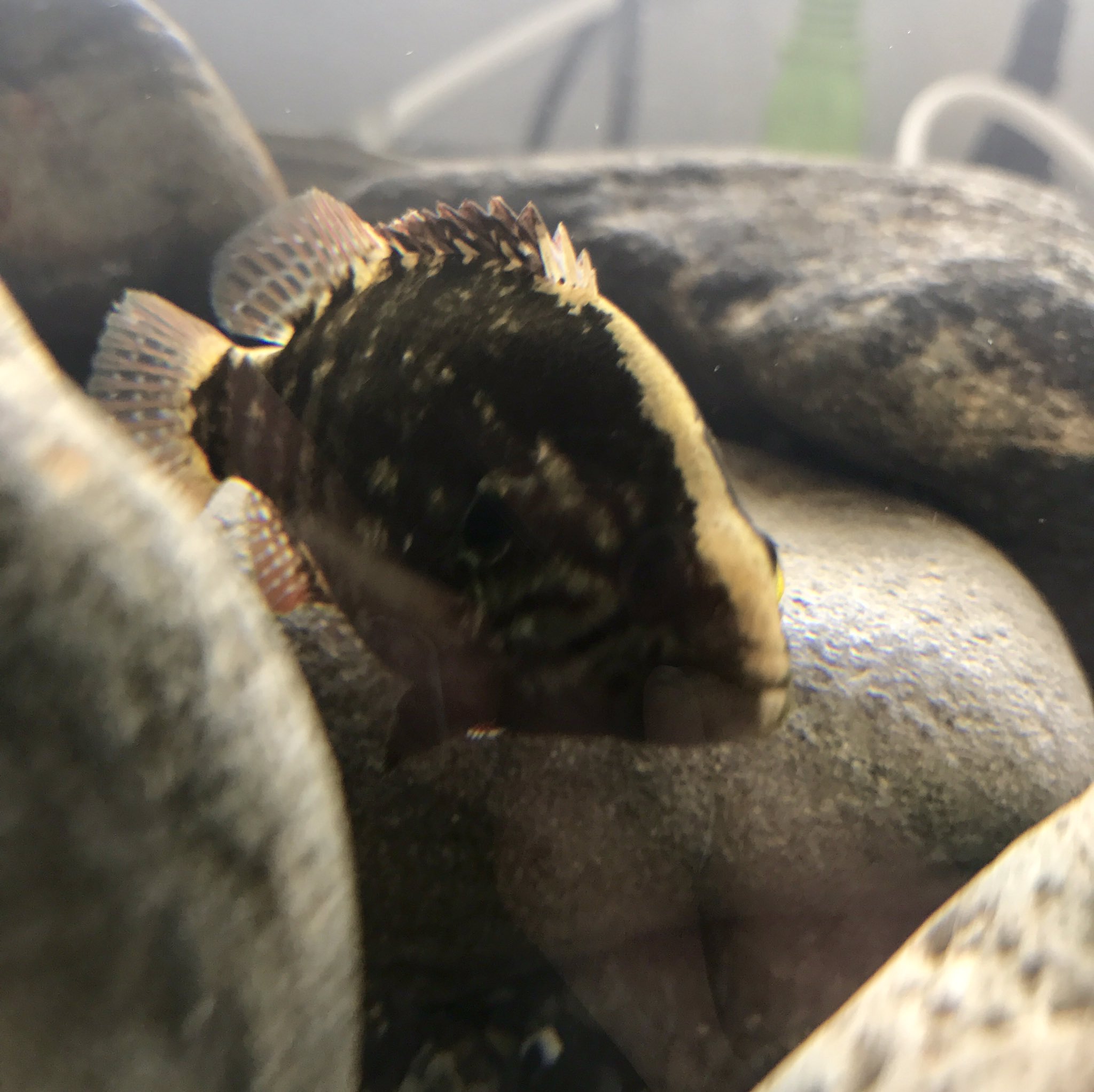 桐朋生物部 昨日多摩川水系で捕ってきたオヤニラミです 関西の魚なので外来種ですね T Co Oquxizqkh7 Twitter