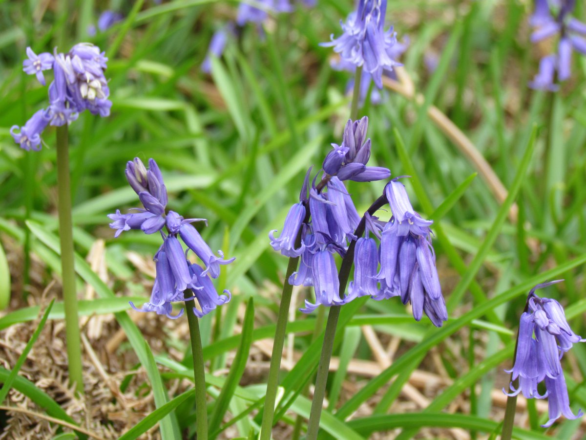 This morning in a bluebell wood alongside the ChilternWay #Hertfordshire #EnglishBluebells #wildflowers #springwatch