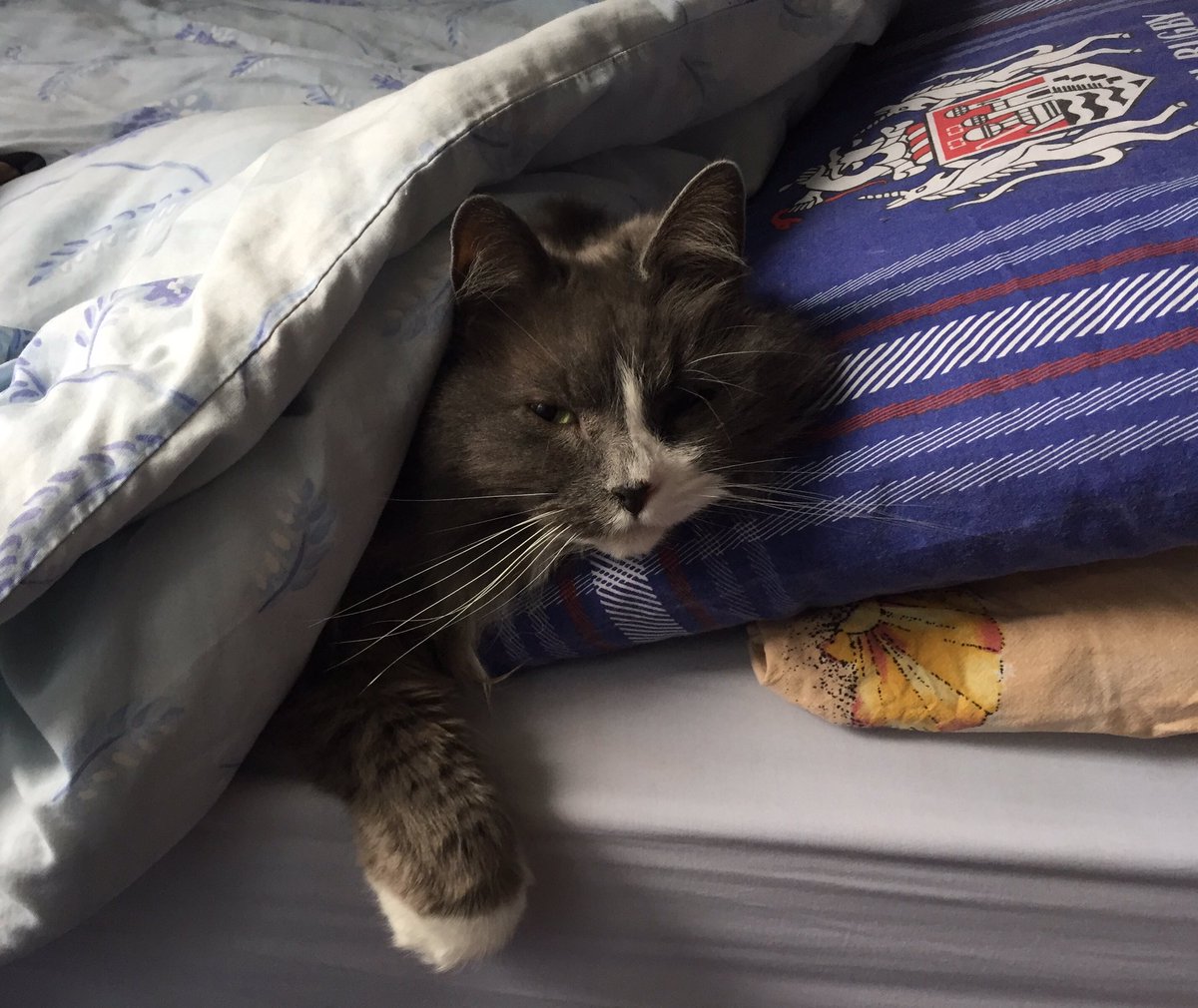Cat just casually chilling in bed