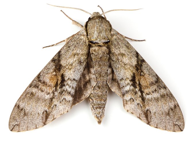 Pestokil1's tweet photo. For Moth Control and Removal contact us today on 020 8857 4237 #pestcontrol #MothRemoval https://t.co/S6lqq1fcUx