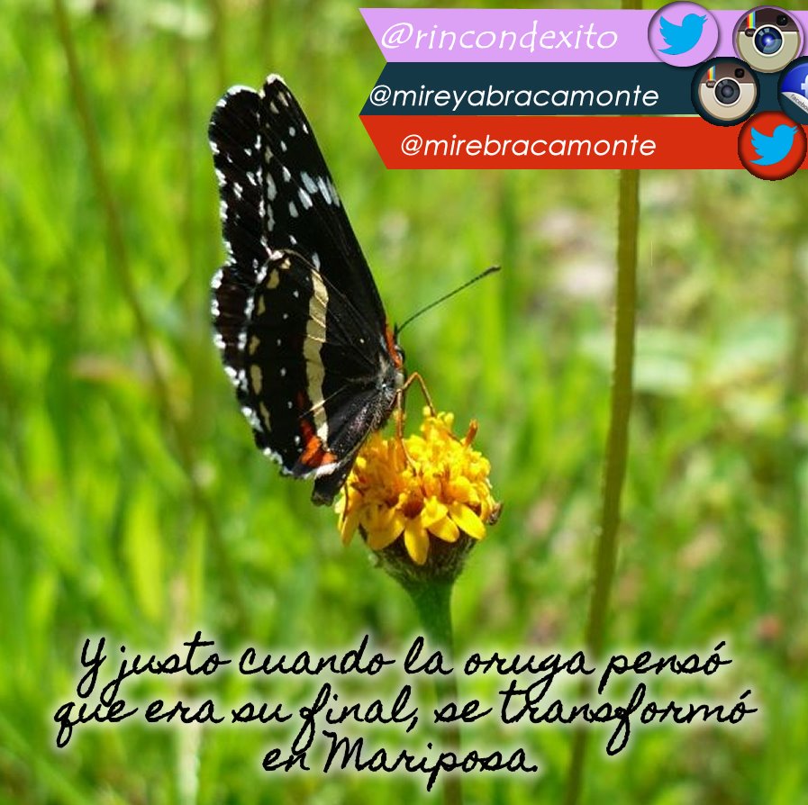 rincondexito's tweet photo. #felizsemana #FelizLunes #desarrollopersonal #coaching https://t.co/n8GbTCULop