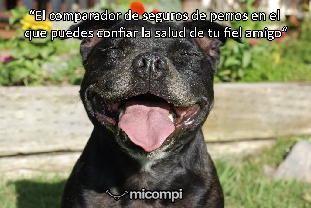 MicompiCom's tweet image. El comparador de seguros en el que puedes confiar. micompi.com #perrosespaña #perro #PPP #americanstanford