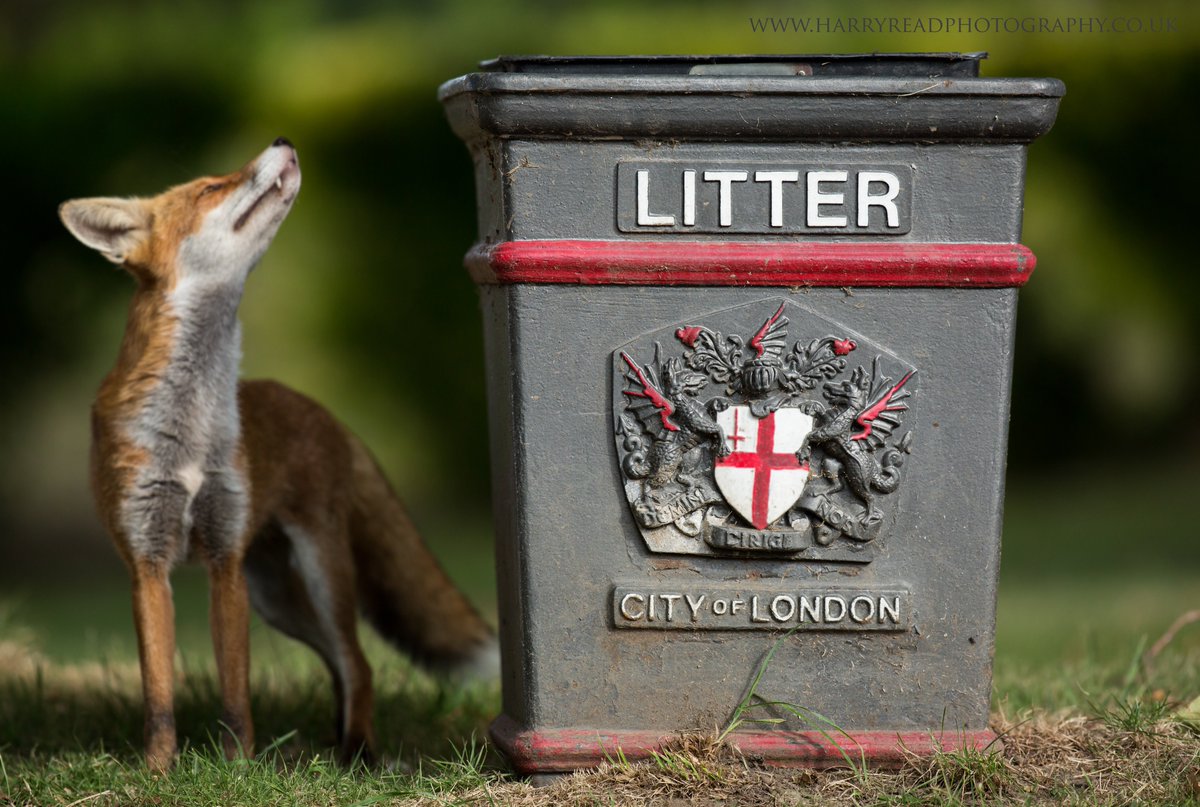 HarryReadPhoto's tweet image. 'Litter Picking' - Red Foxes have an incredible ability to identify food sources in urban spaces #Senses #Smell #Urban #Fox @WildscreenEx