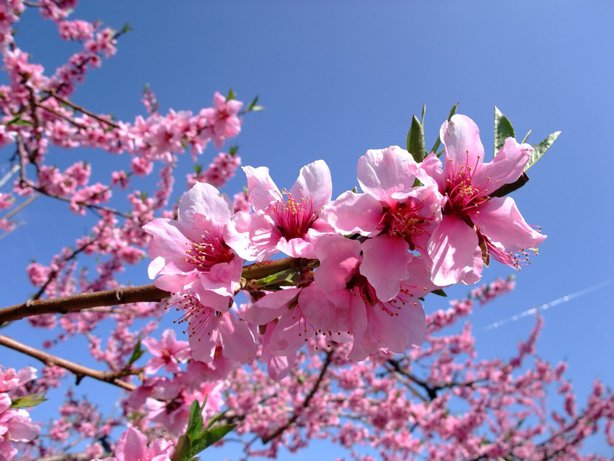 ট ইট র 希望の花言葉 桃の花 花言葉は 天下無敵 この花言葉は古事記でイザナギノミコトが 桃を投げて鬼を退散させたことから付けられました T Co Iucngrhn1x ট ইট র