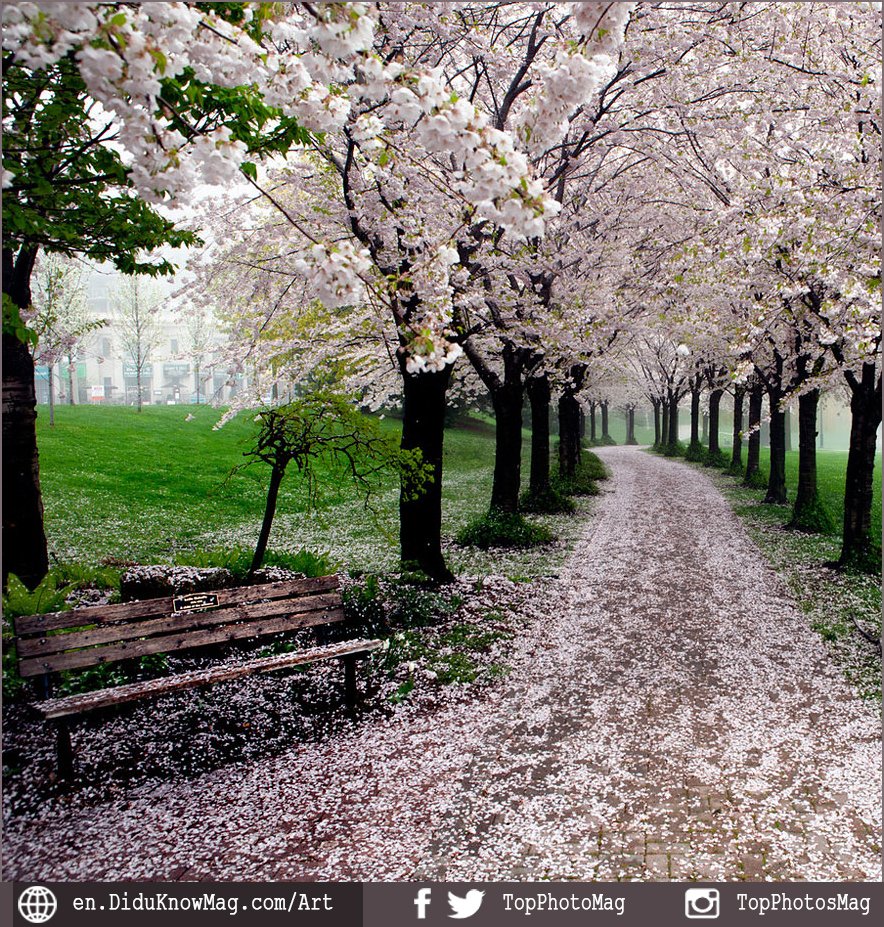 PhotoDYKMag's tweet photo. Beautiful Cherry Blossom, Around the World 8
#Photography #Nature https://t.co/Dl3FNXavpM